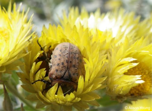 A flower visited by a chafer beetle