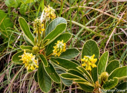 Eriosema latifolium 