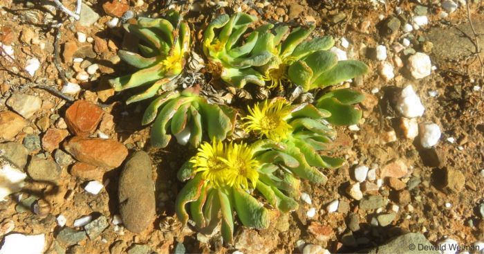 Glottiphyllum carnosum in flower in habitat