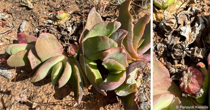 Glottiphyllum carnosum in fruit