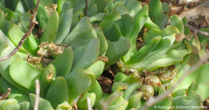 A closeup of the leaves