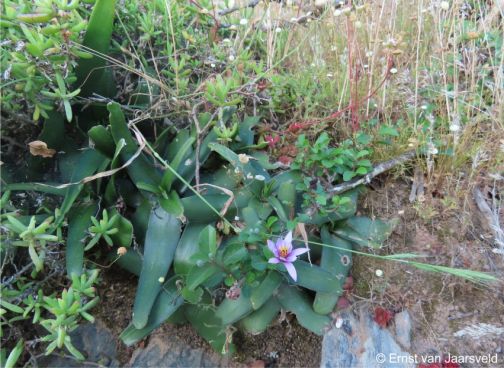 Ledebouria venteri in habitat on a shale cliff on a farm along the Gouritz River