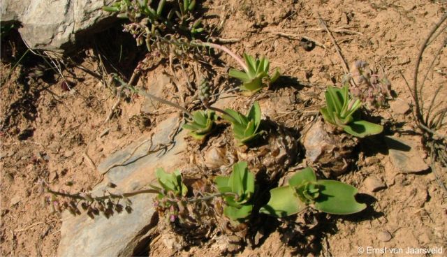 Ledebouria venteri in habitat on a shale cliff 