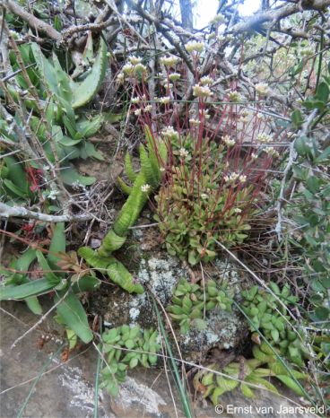 Ledebouria venteri in habitat on a cliff along the Gouritz River