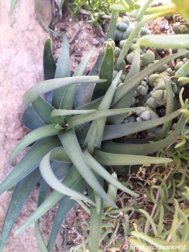 Ledebouria venteri in cultivation at Babylonstoren Farm