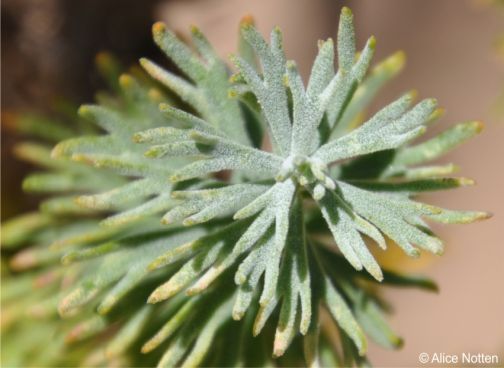 Greyish green leaves split into 3 teeth at the tips