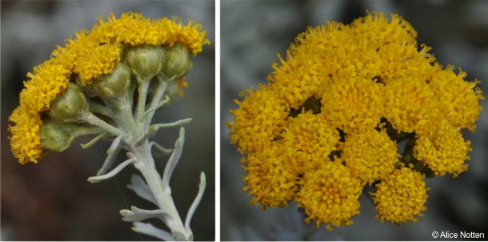 Inflorescence of many flowerheads in flat-topped clusters