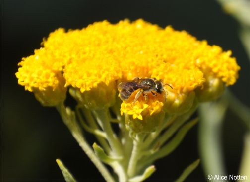 The flowers attract bees, beetles, wasps, thrips, ants and butterflies