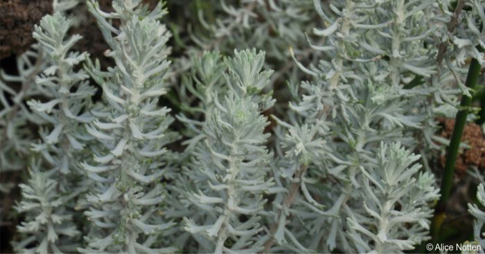 The grey foliage of Athanasia trifurcata is attractive even when it is not in flower