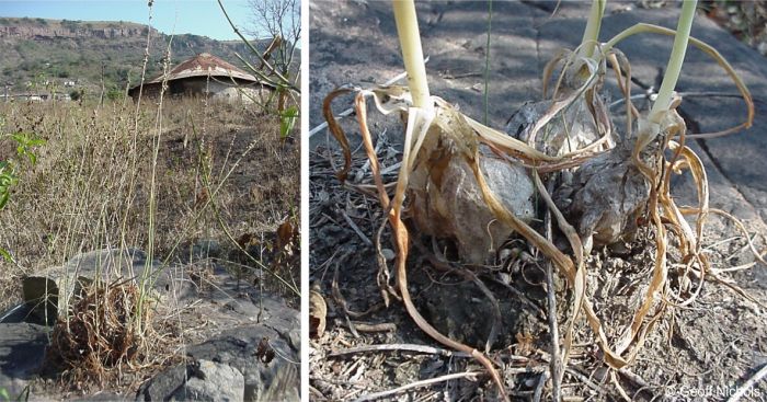 Leaves die back during dry periods