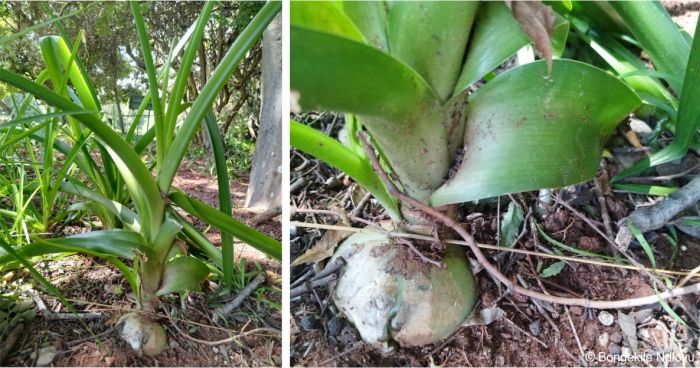 Large onion-like bulb