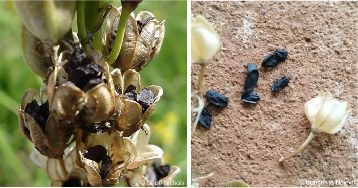 Capsules and seeds