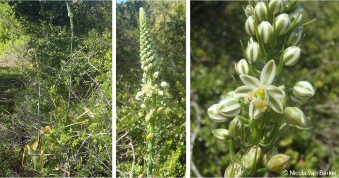 Albuca bracteata in flower in Wilderness, Western Cape.