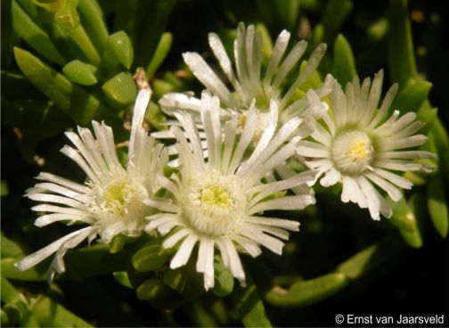 Delosperma frutescens in flower 