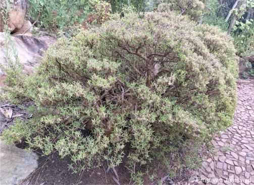 Delosperma frutescens specimen in the Matthews Rockery in summer