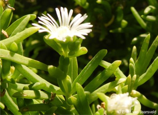 Delosperma frutescens in flower 