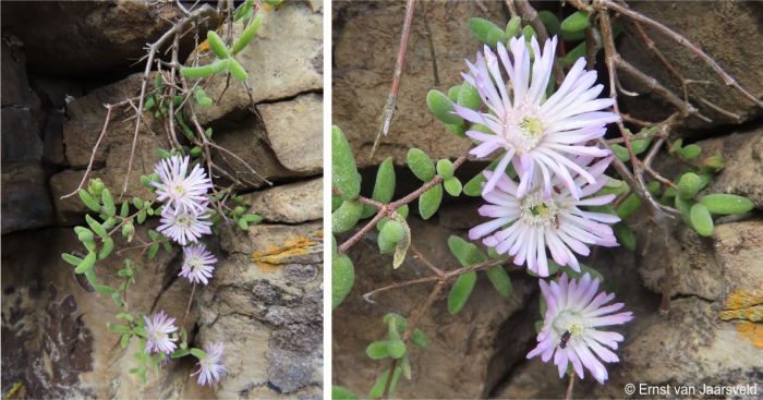 Flowers visited by bees and beetles