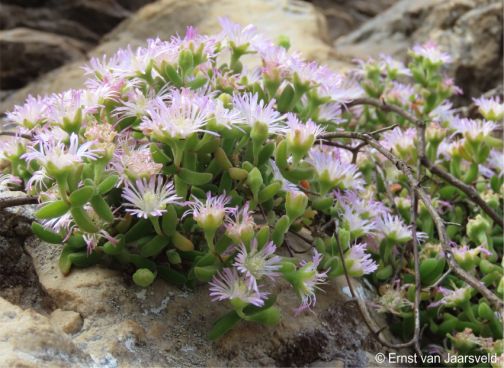 Drosanthemum aasvoelbergense in flower