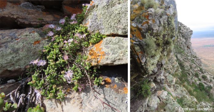 Cliff-face habitat of Drosanthemum aasvoelbergense 