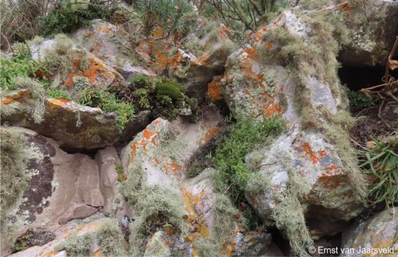 Shares its habitat with many lichens