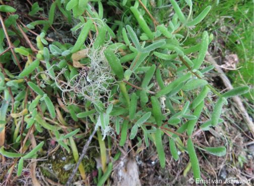 Close-up of the leaves 