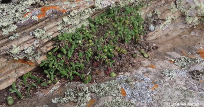 A grazed plant