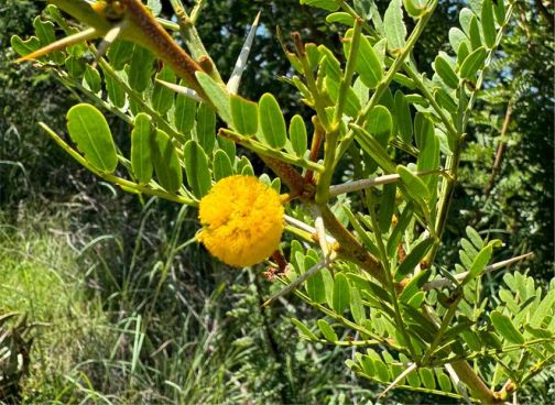 Vachellia sekhukhuniensis