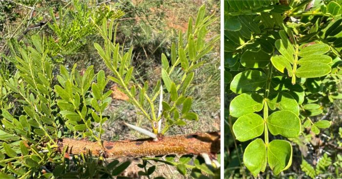 Vachellia sekhukhuniensis, a branch showing the bark and thorns, and a close-up of the leaflets