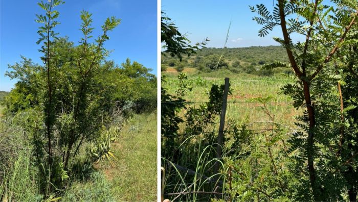 Vachellia sekhukhuniensis, in habitat growing among subsistence farms