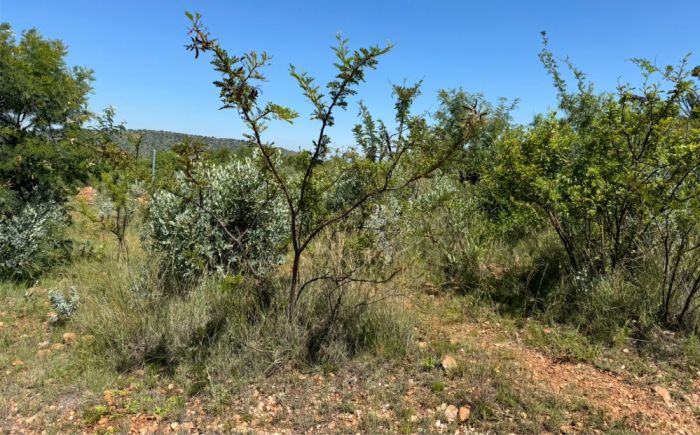 Vachellia sekhukhuniensis, in habitat, Limpopo Province.