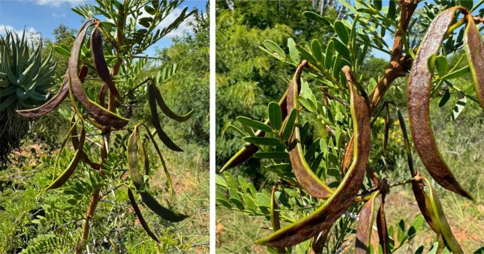 Pods of Vachellia sekhukhuniensis