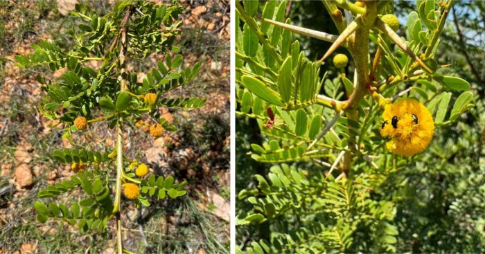 Flowerheads of Vachellia sekhukhuniensis are visited by beetles, bees and butterflies