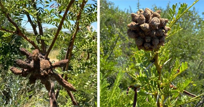 Cephalotelium sp, Vachellia Rust fungus, on Vachellia sekhukhuniensis 