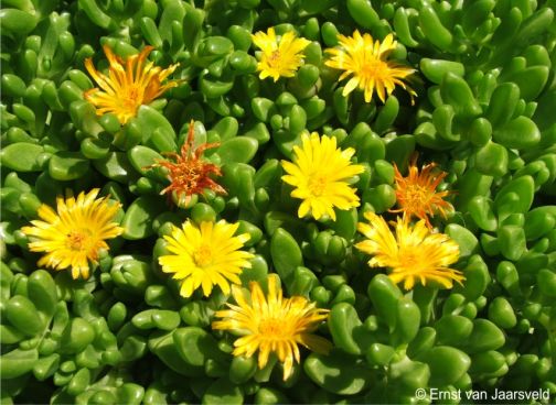 Delosperma nubigenum in flower at the Denver Botanic Gardens