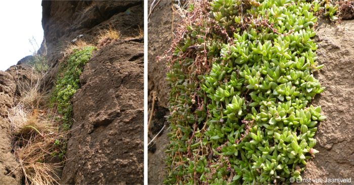 Delosperma nubigenum in habitat at the Maletsunyane Waterfall 