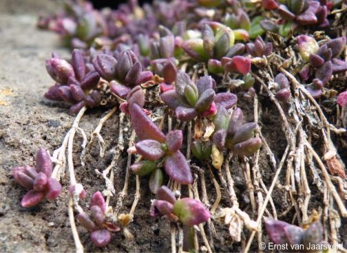 Delosperma nubigenum can turn purplish during the dry season