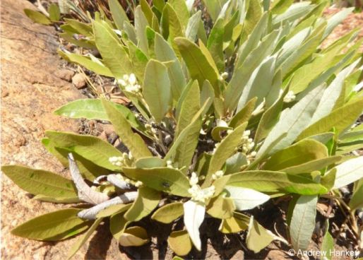 Parinari capensis subsp. capensis has striking bicolored leaves