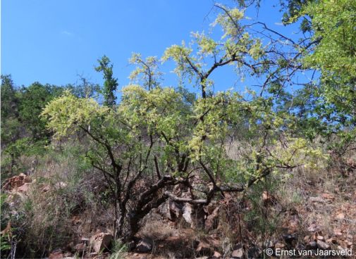 Portulacaria carrissoana, Sierra Chamalinde, southwestern Angola