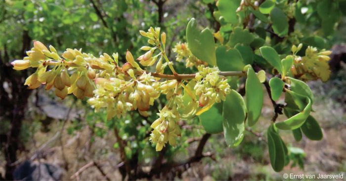 Portulacaria carrissoana in flower with young fruits