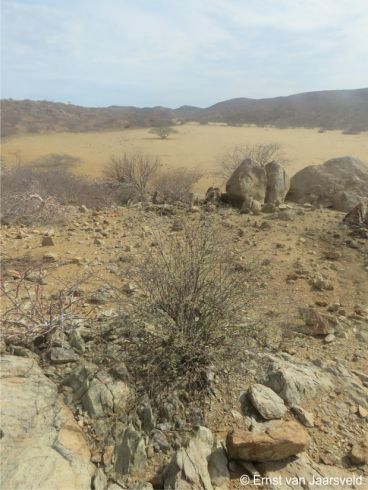 Portulacaria carrissoana south of Caranculo, southwestern Angola