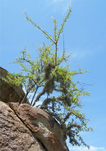 Portulacaria carrissoana on a granite outcrop 