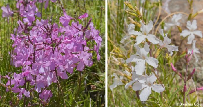 Cycnium racemosum flowers are pink or white