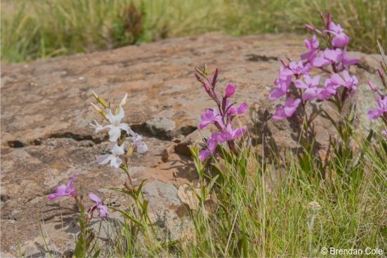 Cycnium racemosum in flower in habitat