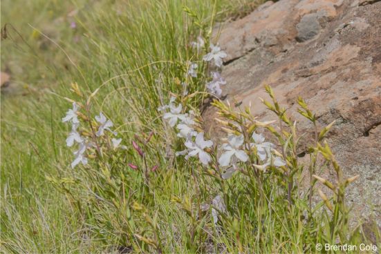 Cycnium racemosum in flower in habitat