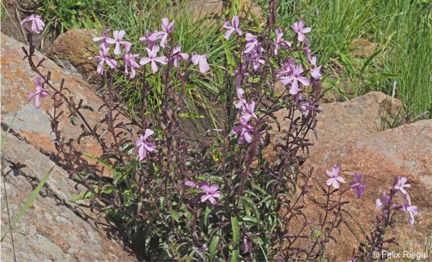 Cycnium racemosum in flower in habitat