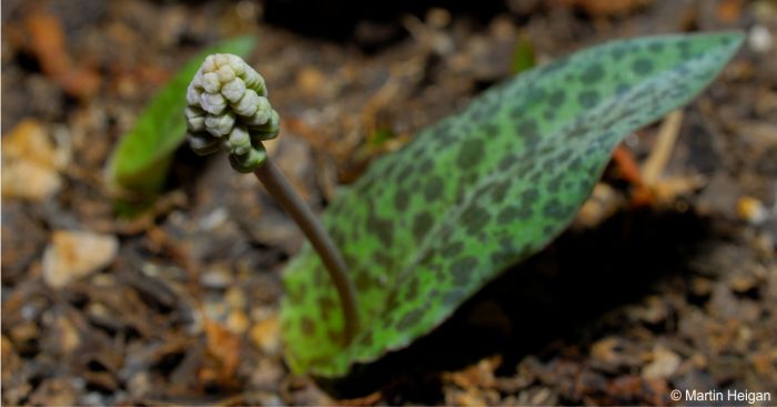 Ledebouria burkei subsp. stolonissima 