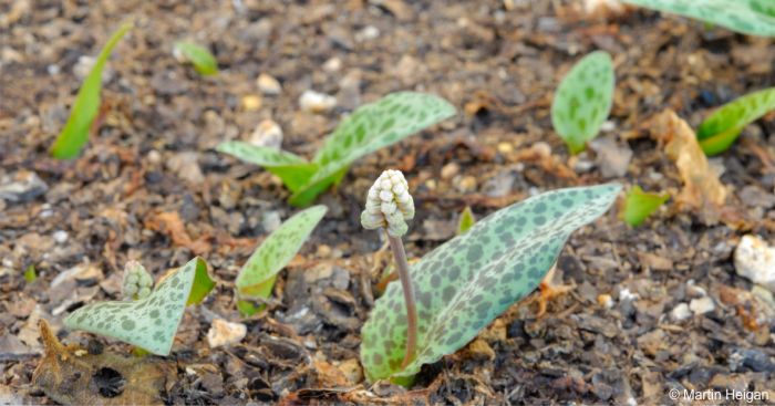 Ledebouria burkei subsp. stolonissima 