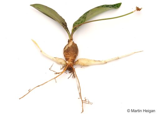 Ledebouria burkei subsp. stolonissima plant