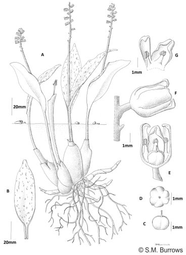 Ledebouria burkei subsp. stolonissima illustration by S.M. Burrows