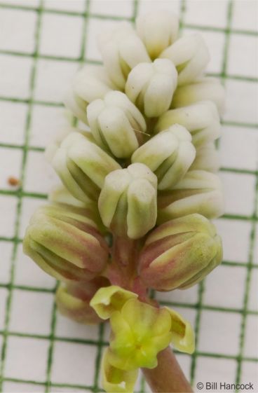 Ledebouria burkei subsp. stolonissima inflorescence and flowers